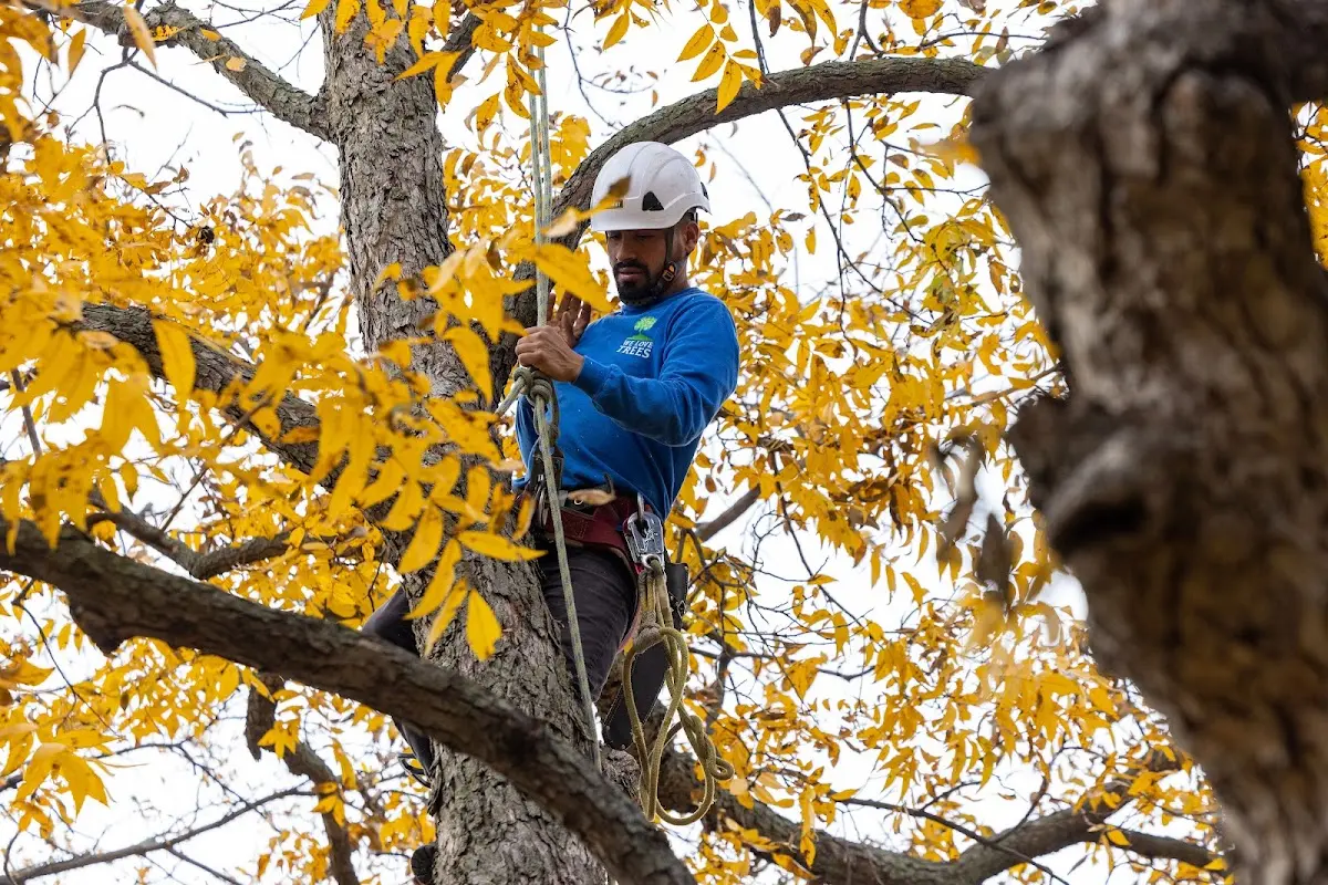 Skilled Tree Planting crew working in West Bloomfield